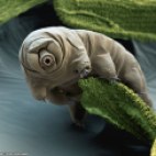 tardigrade_eyeofscience_960